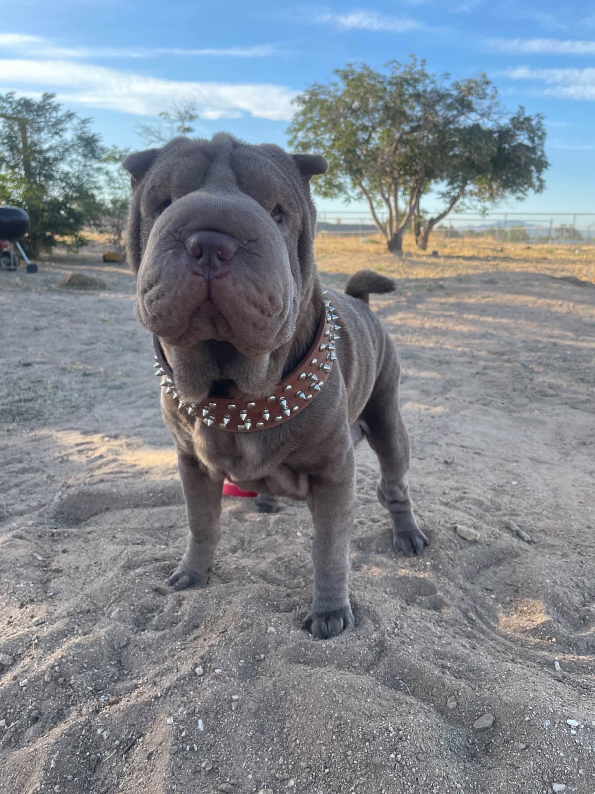 Chinese Shar-Pei Puppies breeder image 6