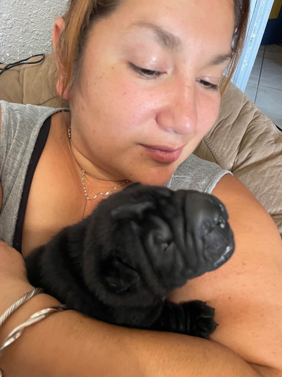 Chinese Shar-Pei Puppies breeder image 7