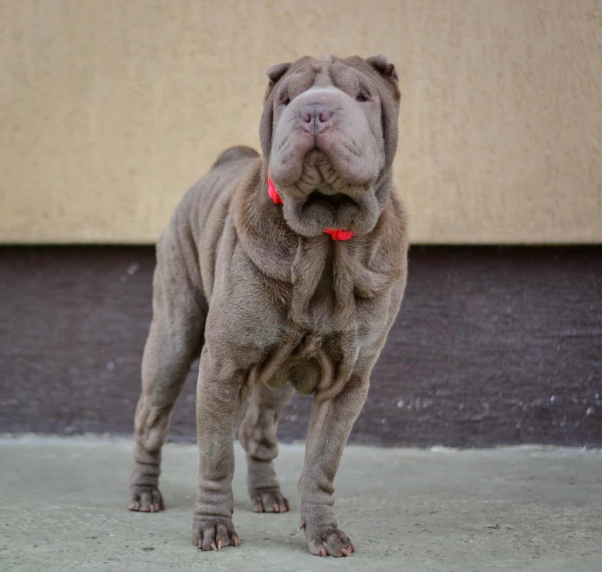 Chinese Shar-Pei Puppies breeder image 8