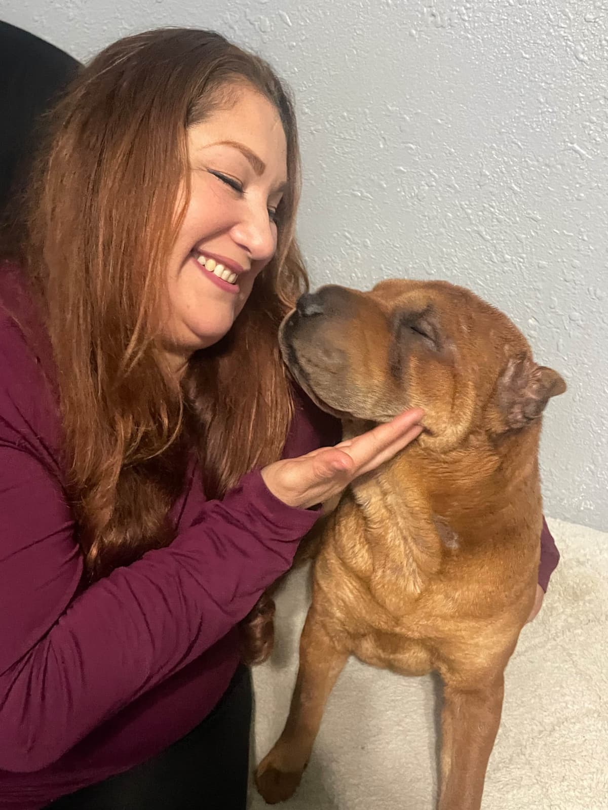 Chinese Shar-Pei Puppies breeder image 9