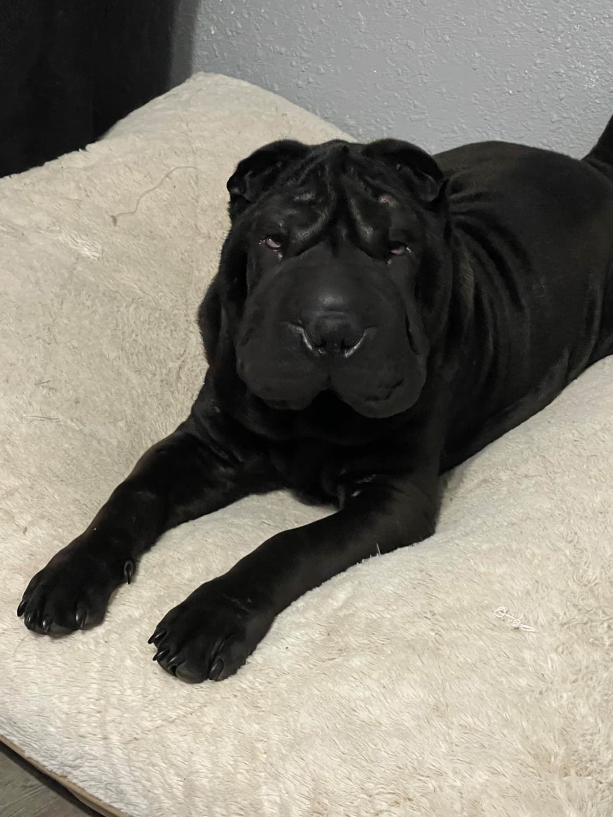 Chinese Shar-Pei Puppies breeder image 10