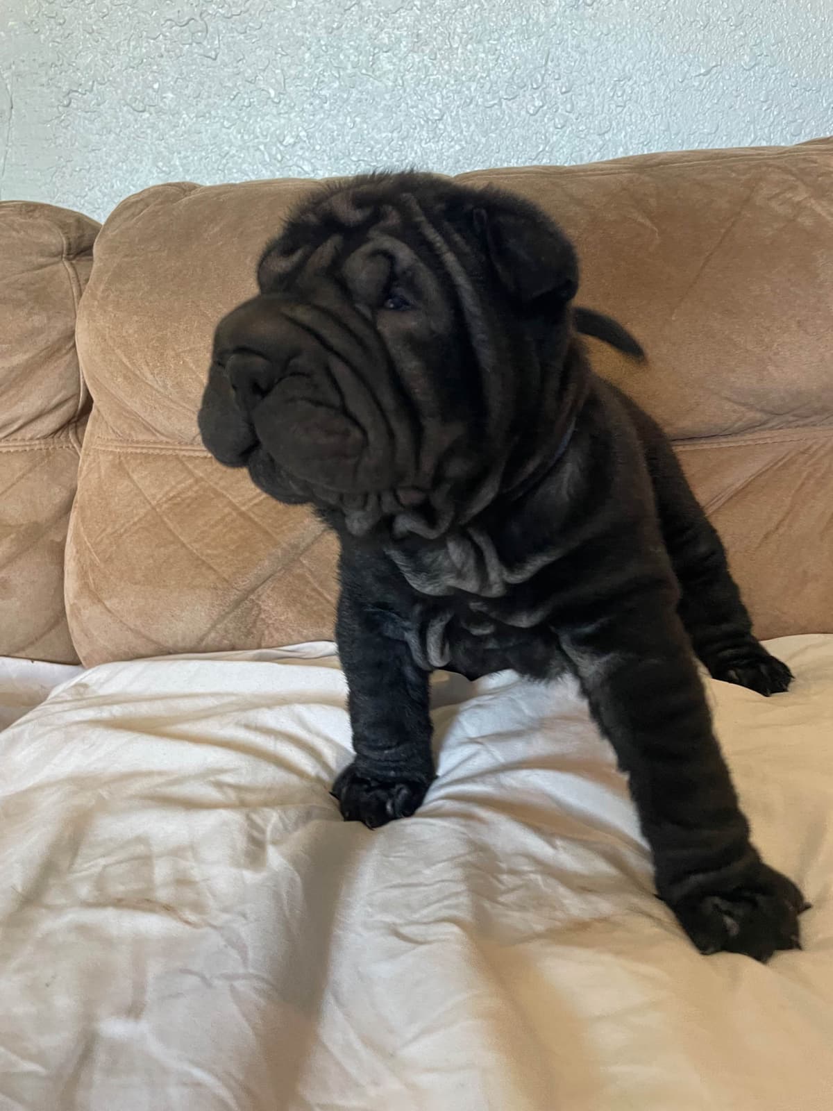 Chinese Shar-Pei Puppies breeder image 11