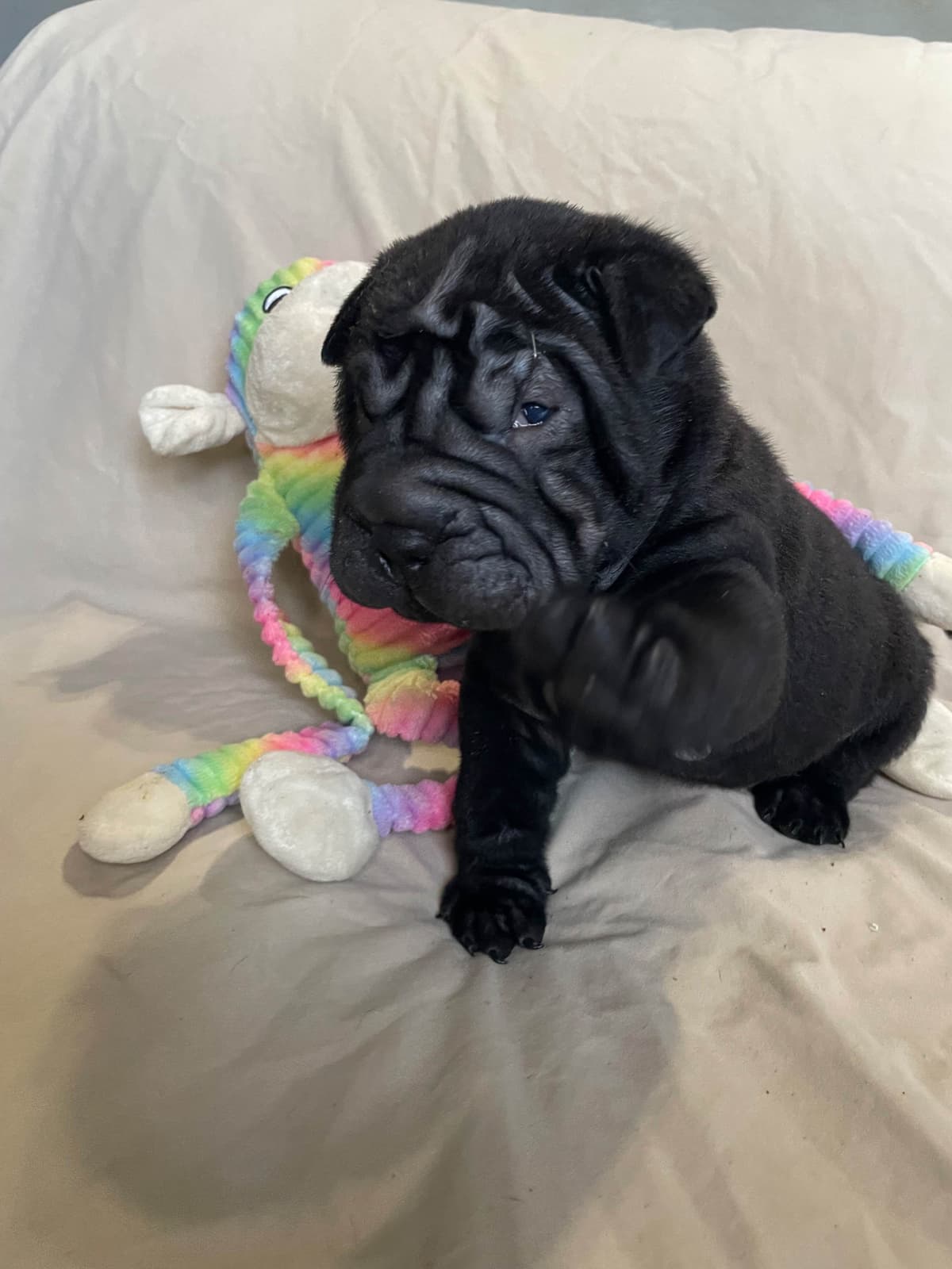 Chinese Shar-Pei Puppies breeder image 12