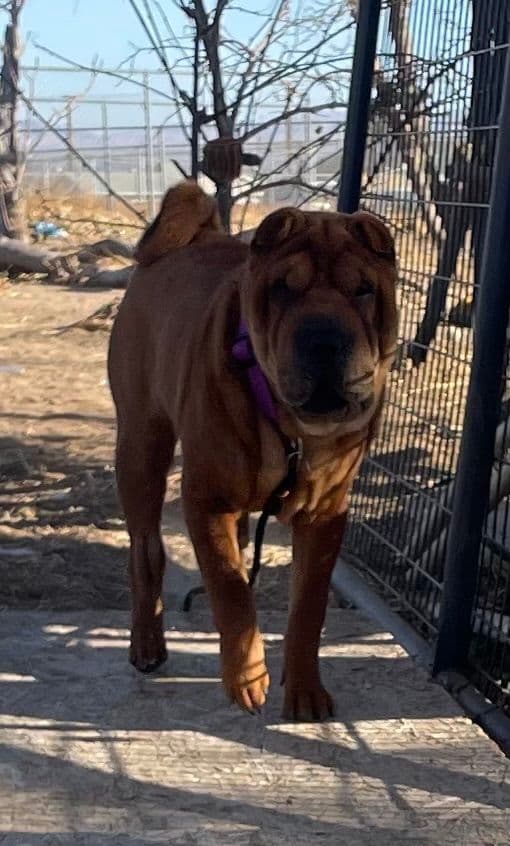 Chinese Shar-Pei Puppies breeder image 13