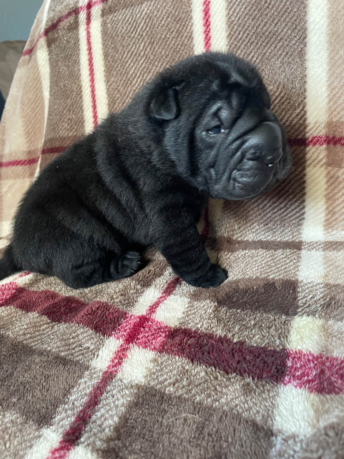 Chinese Shar-Pei Puppies breeder image 14