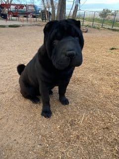Chinese Shar-Pei Puppies breeder image 16