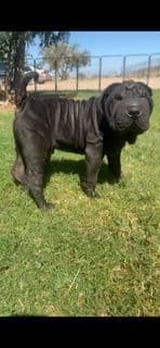 Chinese Shar-Pei Puppies breeder image 18