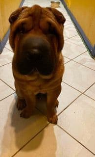 Chinese Shar-Pei Puppies breeder image 19