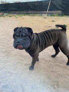 Chinese Shar-Pei Puppies breeder image 20