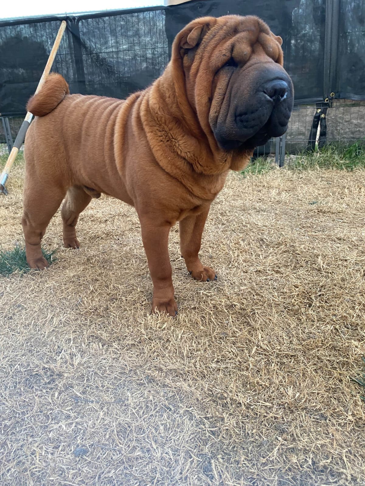 Chinese Shar-Pei Puppies breeder image 23