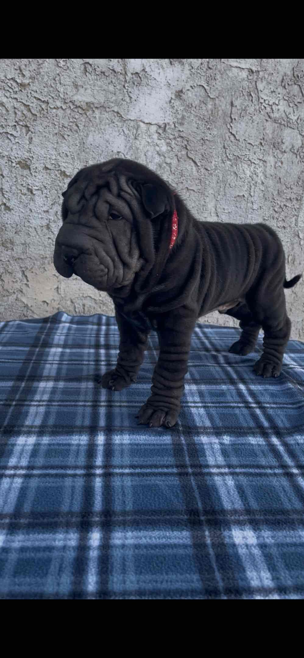 Chinese Shar-Pei Puppies breeder image 24