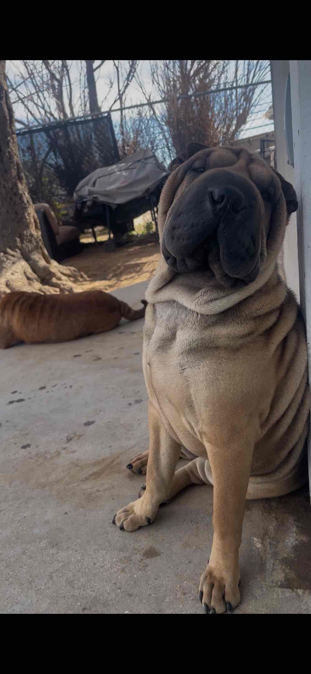 Chinese Shar-Pei Puppies breeder image 25