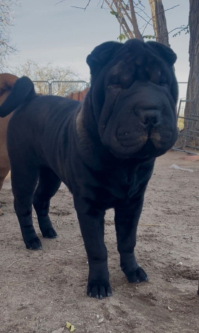 Chinese Shar-Pei Puppies breeder image 26