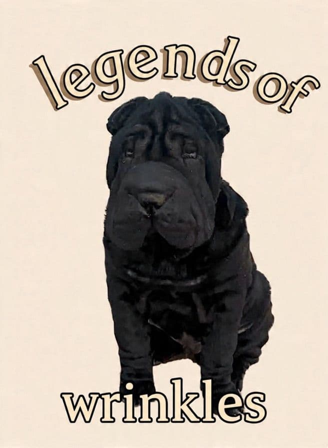 Chinese Shar-Pei Puppies breeder image 27