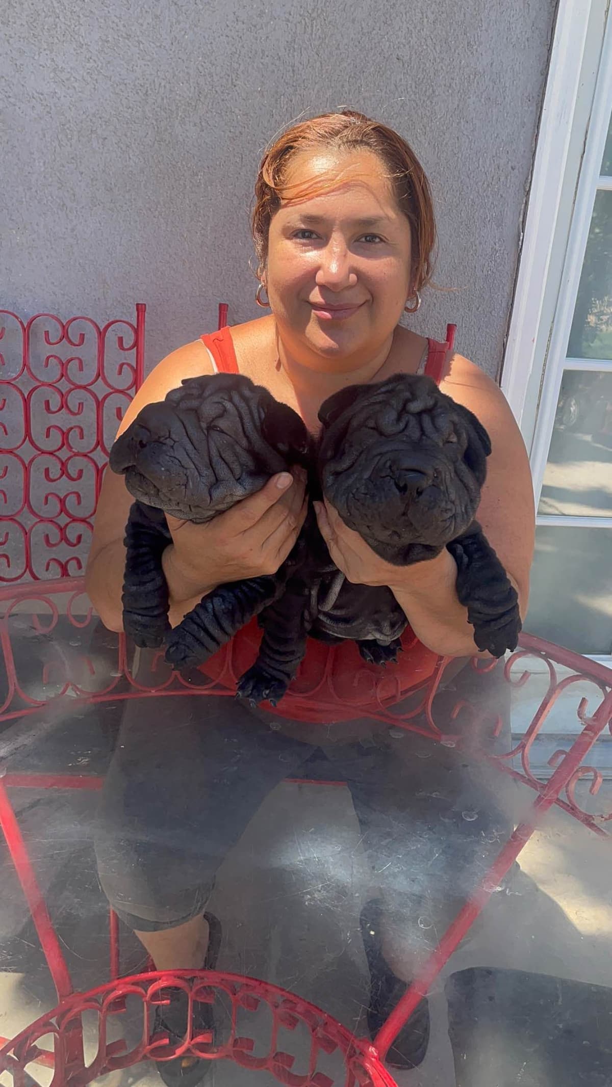 Chinese Shar-Pei Puppies breeder image 28