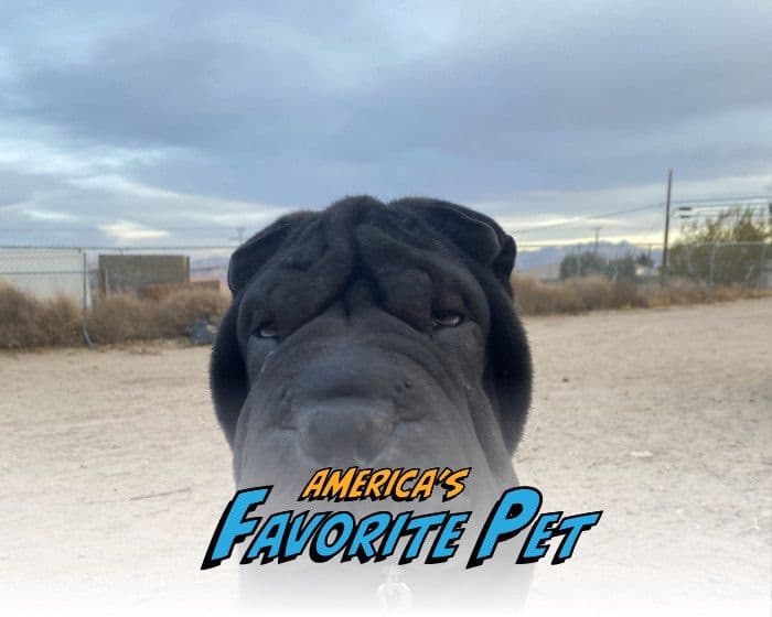 Chinese Shar-Pei Puppies breeder image 29