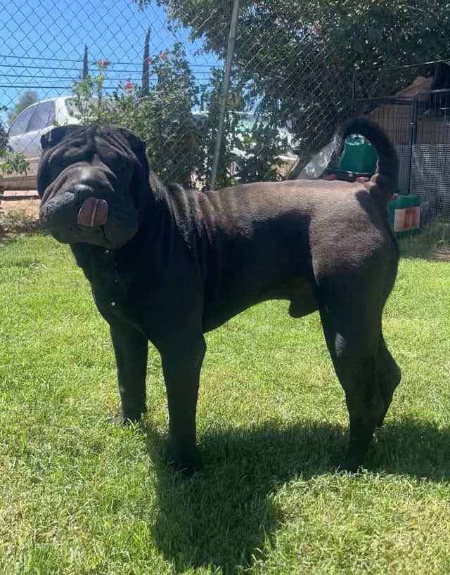 Chinese Shar-Pei Puppies media 3