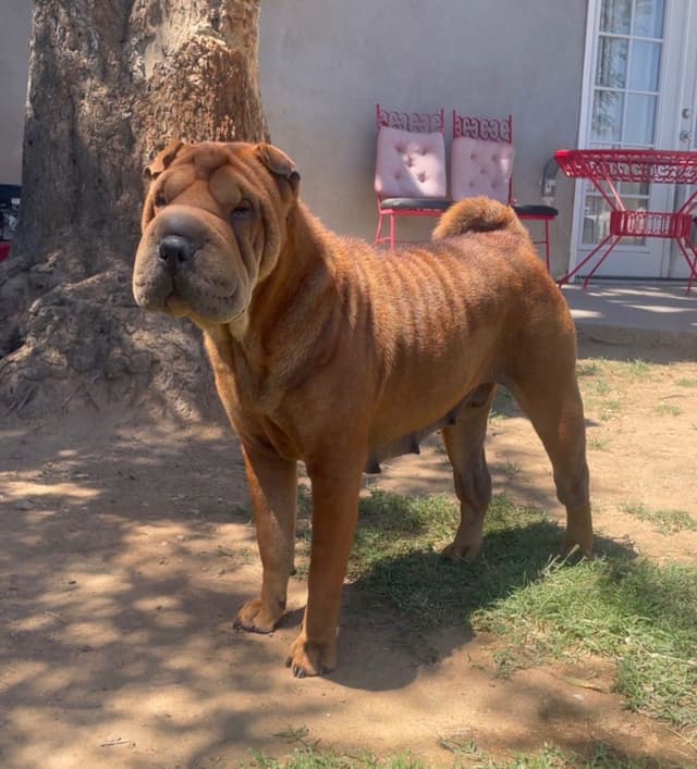 Chinese Shar-Pei Puppies media 4