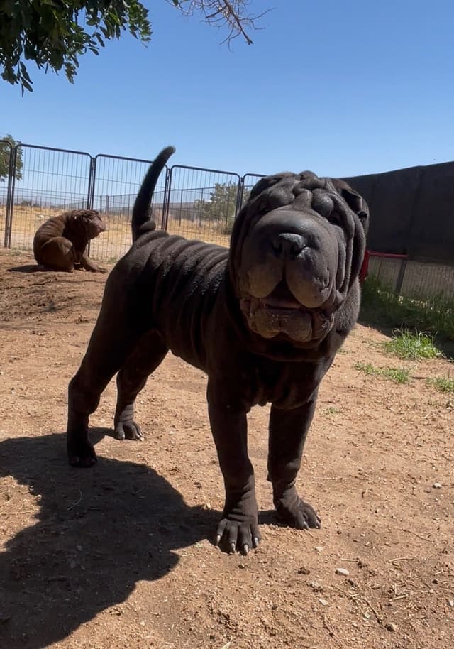 Chinese Shar-Pei Puppies media 2
