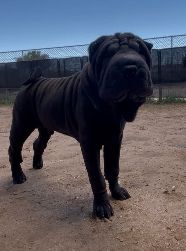 Chinese Shar-Pei Puppies media 6