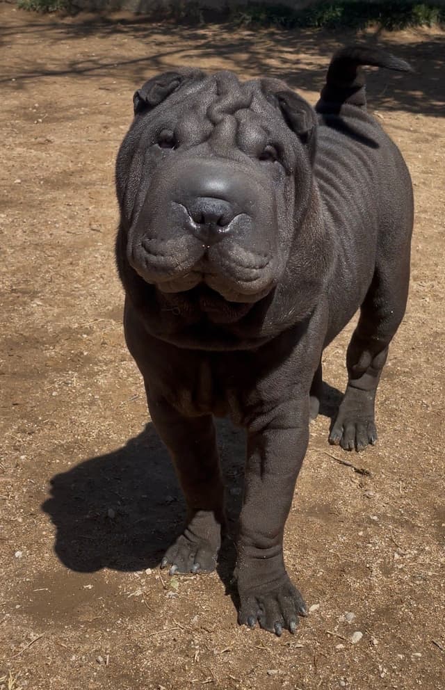 Chinese Shar-Pei Puppies media 8