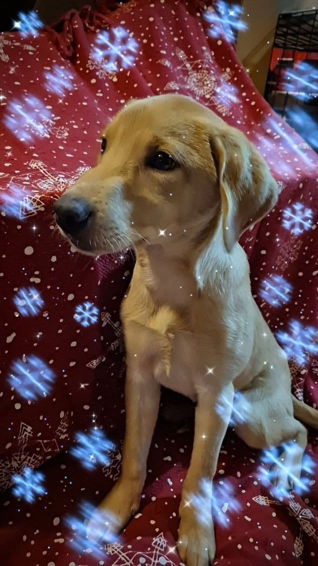 Labrador Retriever Puppies media 6