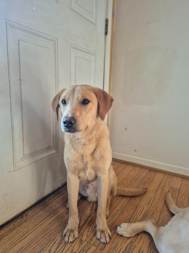 Labrador Retriever Puppies media 9