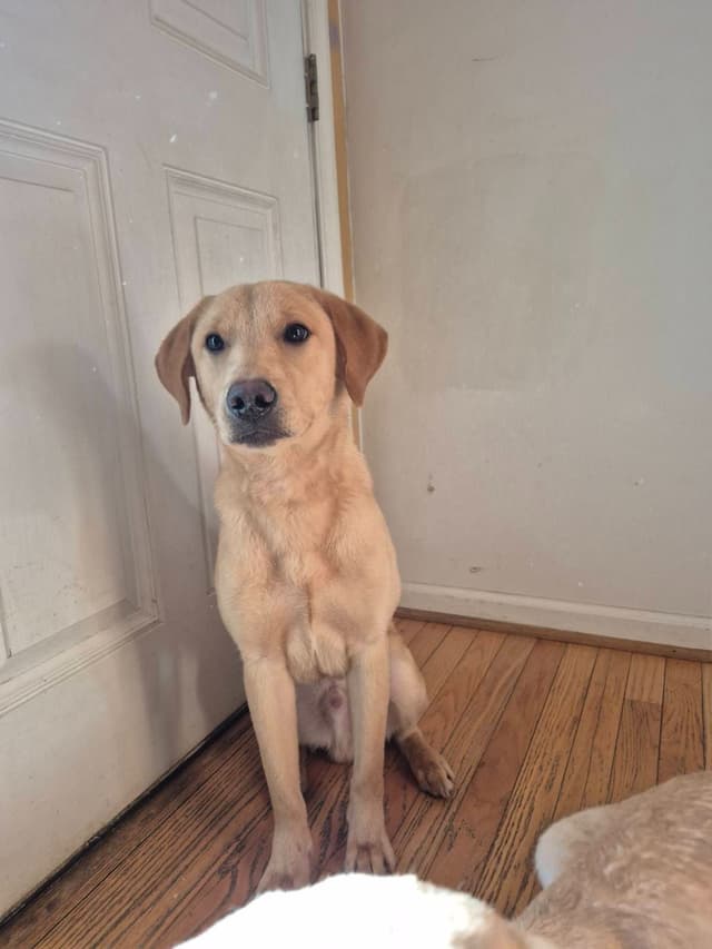 Labrador Retriever Puppies media 8