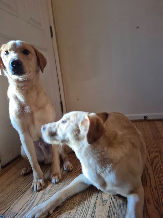 Labrador Retriever Puppies media 12