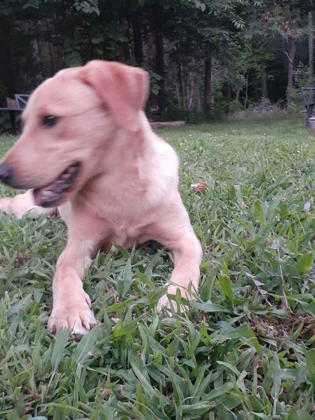 Labrador Retriever Puppies media 3