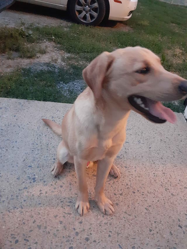 Labrador Retriever Puppies media 4