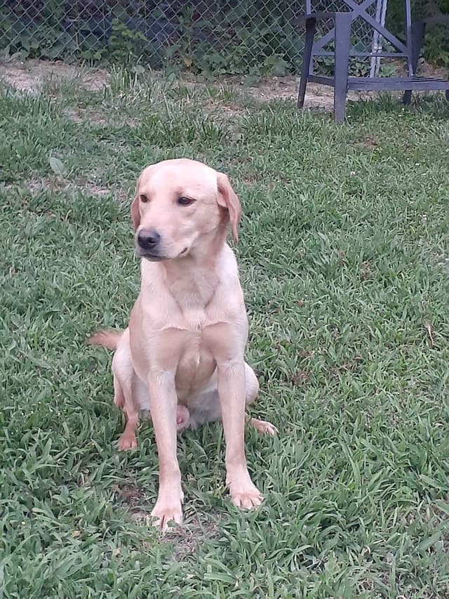 Labrador Retriever Puppies media 5