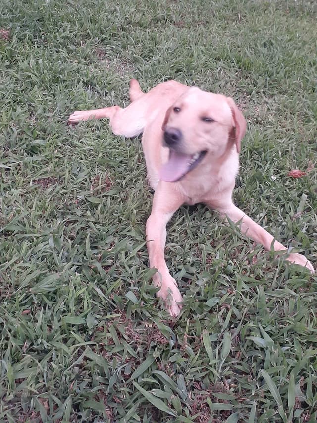 Labrador Retriever Puppies media 2