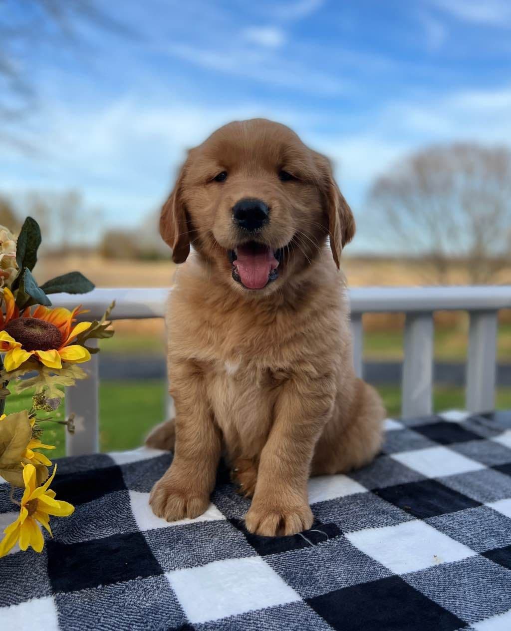 Golden Retriever Puppies breeder image 1