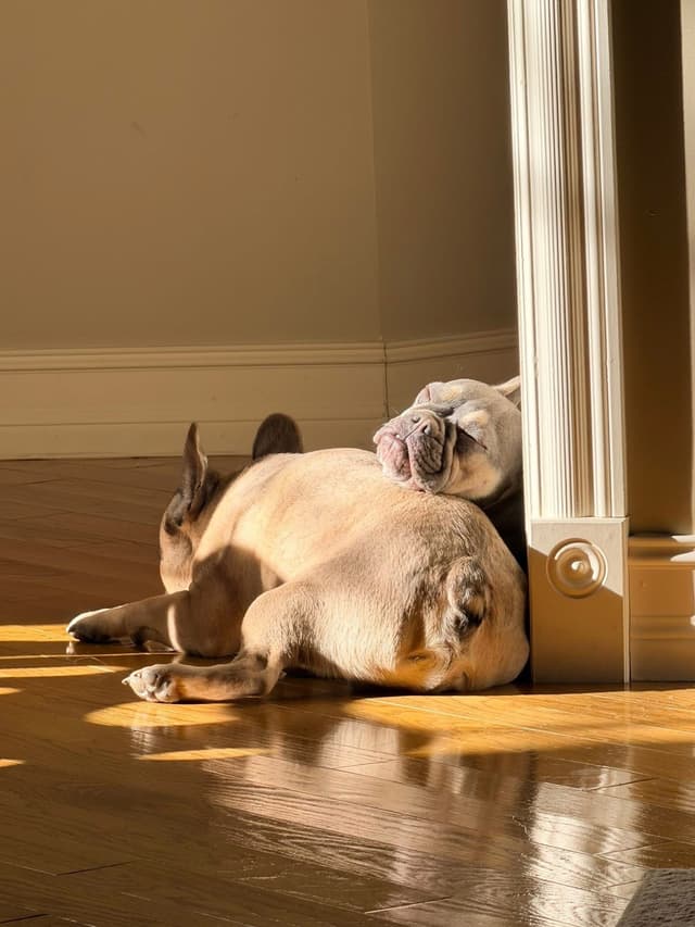 Southern Belle French Bulldog Puppies media 14