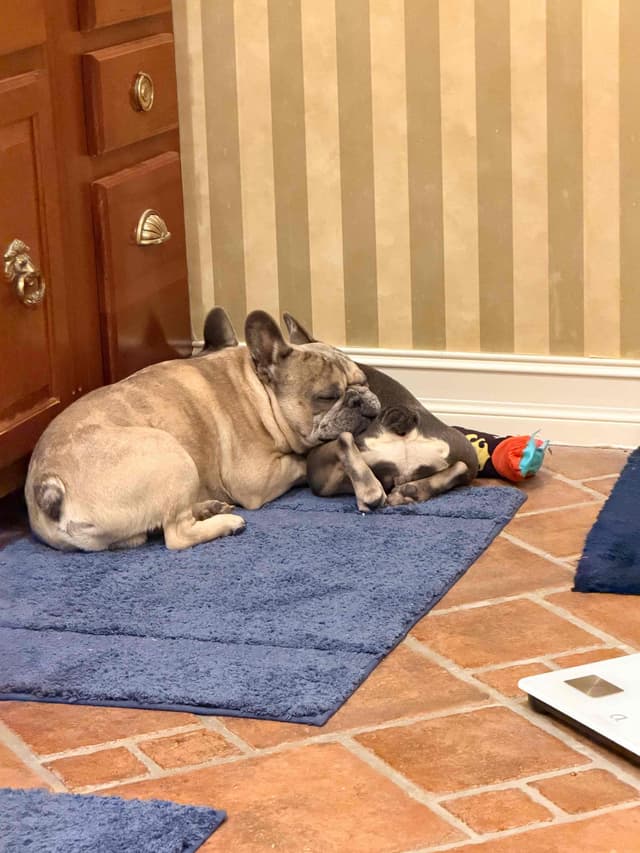 Southern Belle French Bulldog Puppies media 15