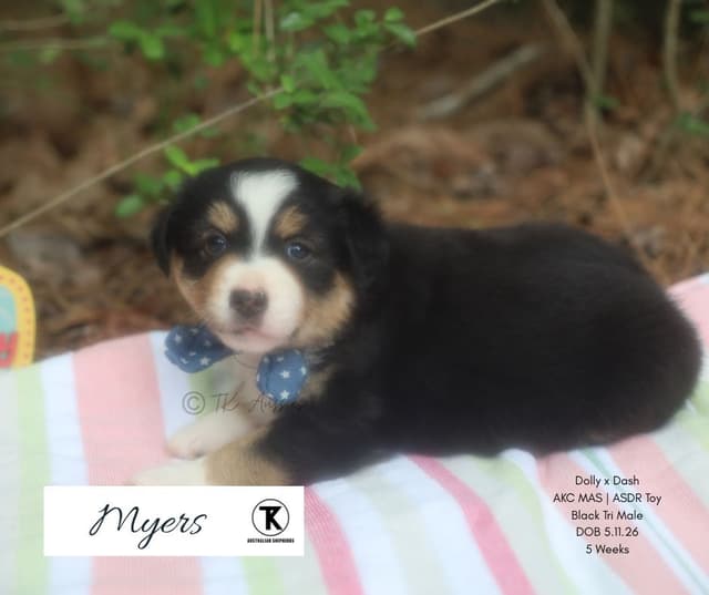 Miniature American Shepherd Puppies media 2