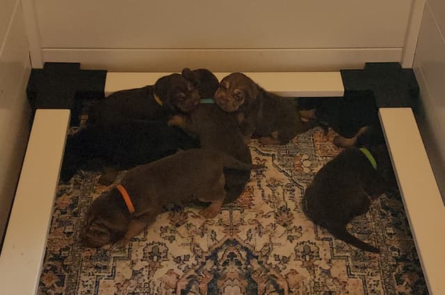 Run Amok Hound Lounge: Black & Tan + Liver & Tan Bloodhound Puppies media 11