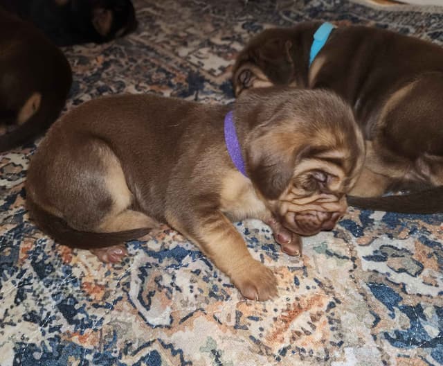 Run Amok Hound Lounge: Black & Tan + Liver & Tan Bloodhound Puppies media 12