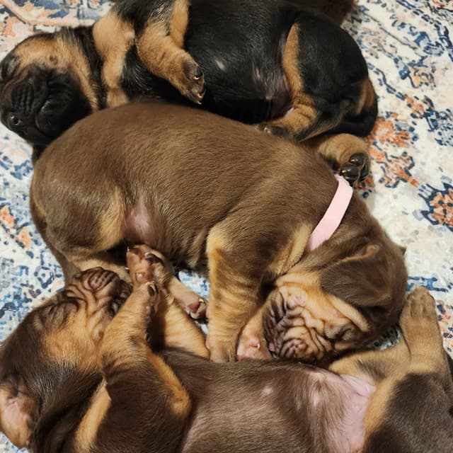Run Amok Hound Lounge: Black & Tan + Liver & Tan Bloodhound Puppies media 13