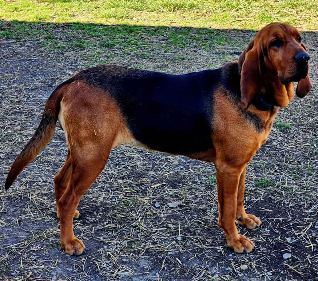 Run Amok Hound Lounge: Black & Tan + Liver & Tan Bloodhound Puppies media 18