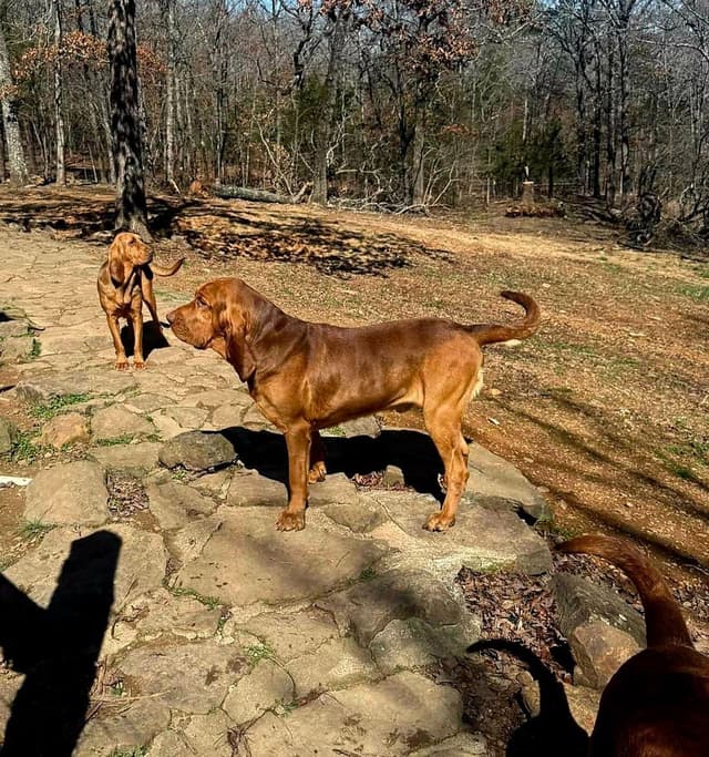 Run Amok Hound Lounge: Black & Tan + Liver & Tan Bloodhound Puppies media 19