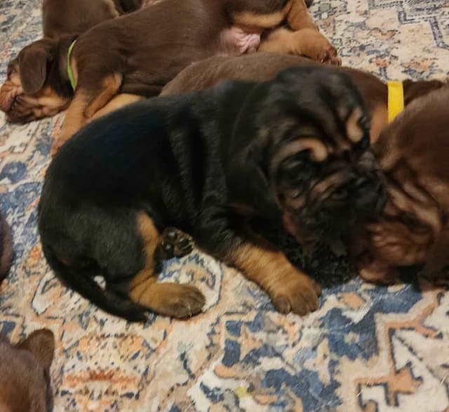 Run Amok Hound Lounge: Black & Tan + Liver & Tan Bloodhound Puppies media 16