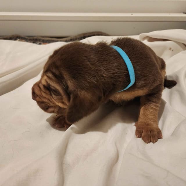 Run Amok Hound Lounge: Black & Tan + Liver & Tan Bloodhound Puppies media 14