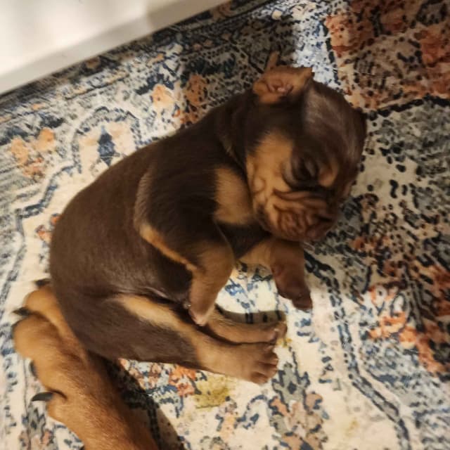 Run Amok Hound Lounge: Black & Tan + Liver & Tan Bloodhound Puppies media 15