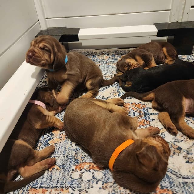 Run Amok Hound Lounge: Black & Tan + Liver & Tan Bloodhound Puppies media 17