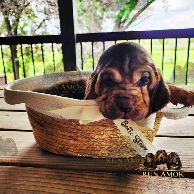 Run Amok Hound Lounge: Black & Tan + Liver & Tan Bloodhound Puppies media 10