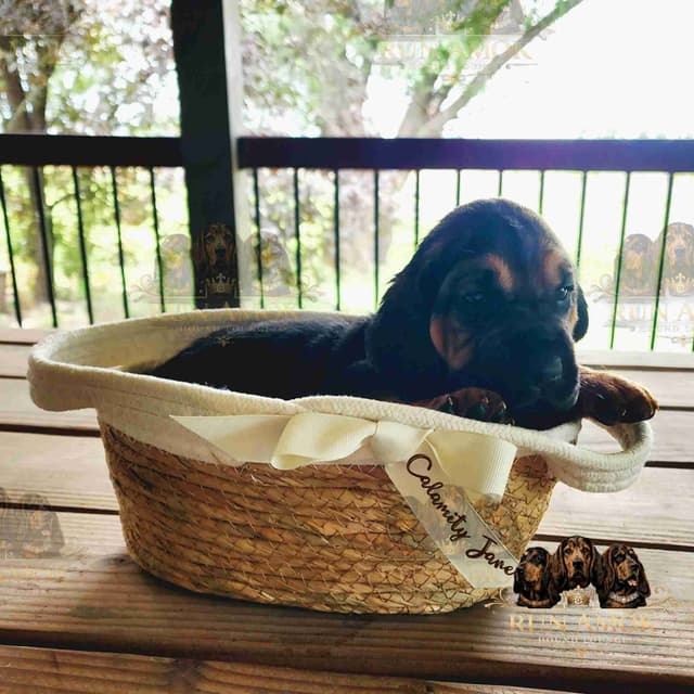 Run Amok Hound Lounge: Black & Tan + Liver & Tan Bloodhound Puppies media 9