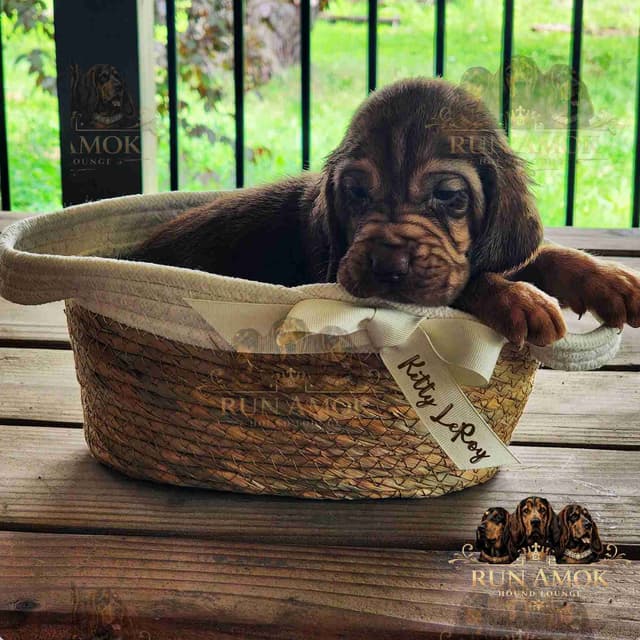 Run Amok Hound Lounge: Black & Tan + Liver & Tan Bloodhound Puppies media 8