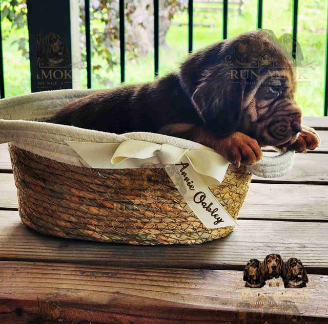 Run Amok Hound Lounge: Black & Tan + Liver & Tan Bloodhound Puppies media 7